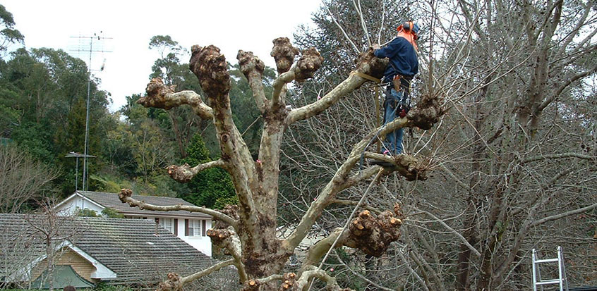 Specialised Tree Pruning